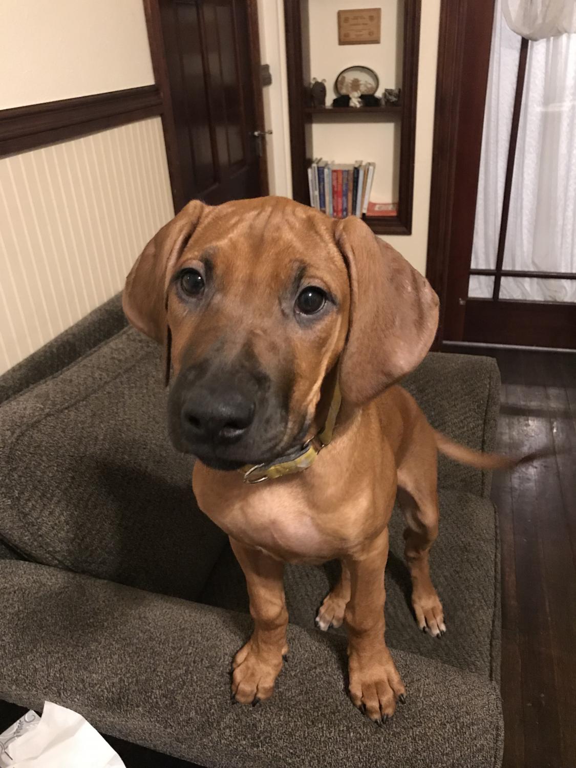 XHOSA – MSASA Rhodesian Ridgebacks