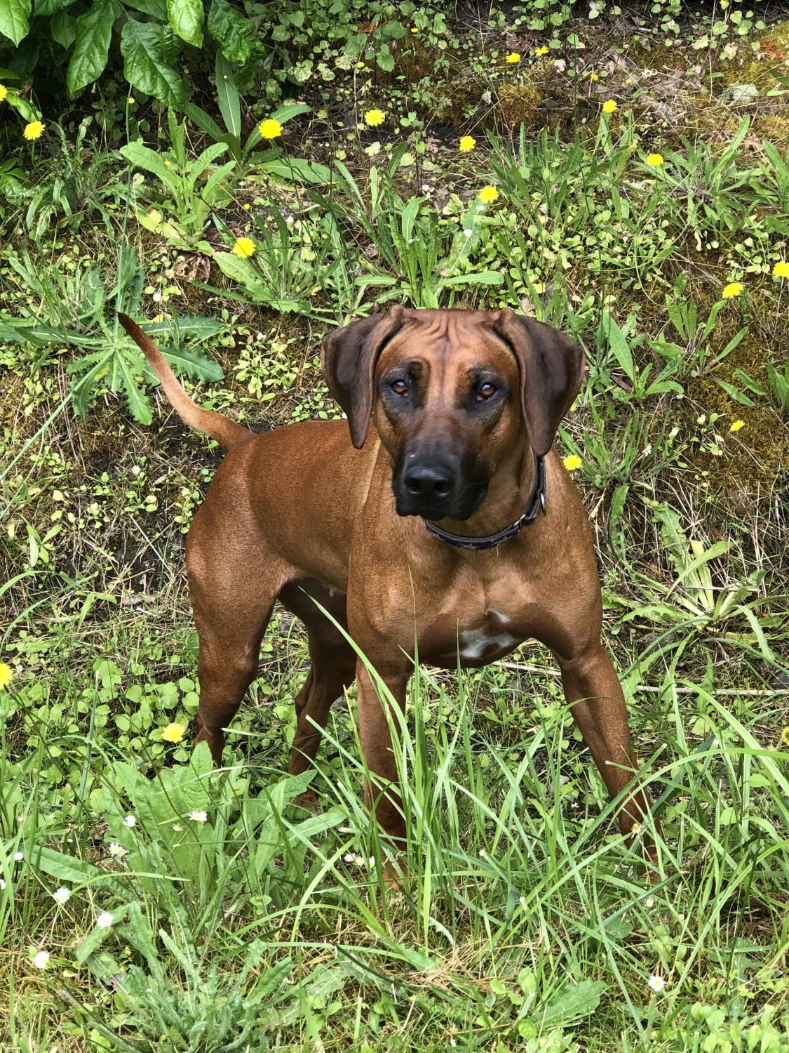 AMAH – MSASA Rhodesian Ridgebacks